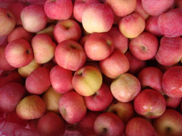 Fresh Apple, FUJI Apple From China