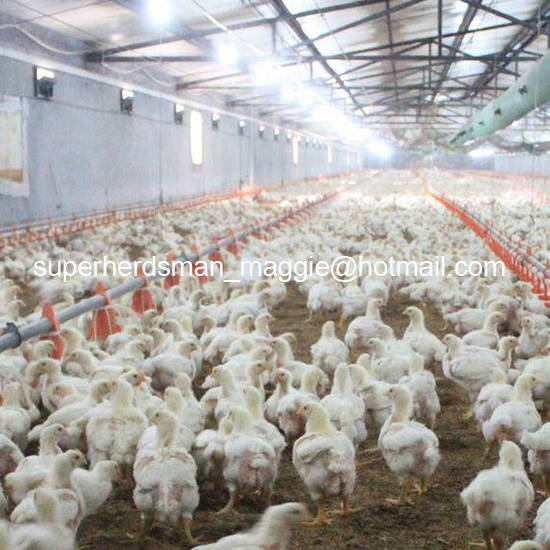 Automatic Poultry Feeding and Drinking System for Broiler