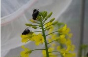 100% Virgin HDPE Anti Insect Netting
