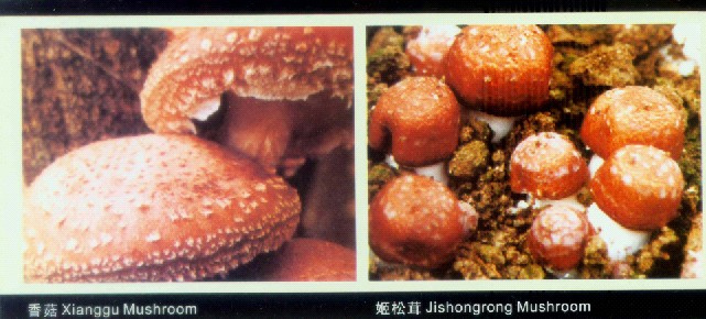 Xianggu/Jishongrong Mushroom