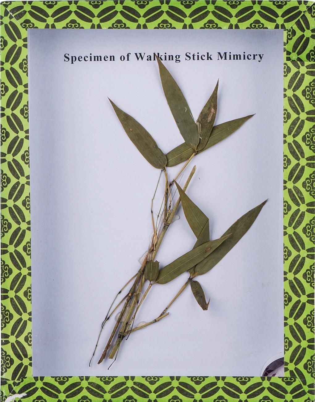 Specimen of Walking Stick Mimicry M15016