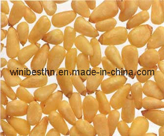 Pine Nut Kernels