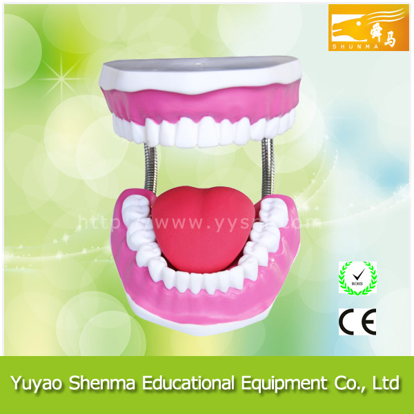 Teaching Teeth Model with Brush/Physics Teaching Aids Model