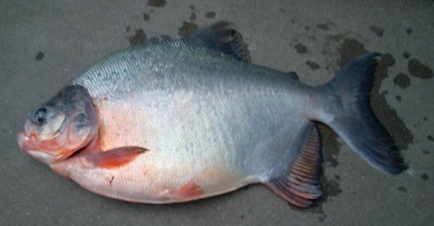 Red Bellied Pacu