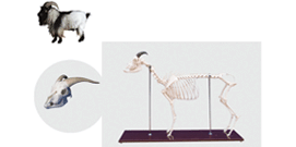 Animal Model