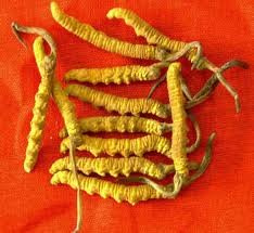 Edible and Medicine Mushroom; GMP and HACCP Certificate; High Quality Cordyceps Sinensis Extract