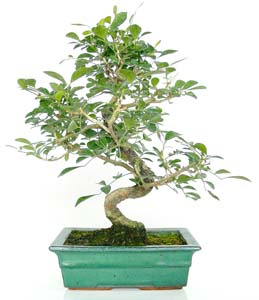 Murraya