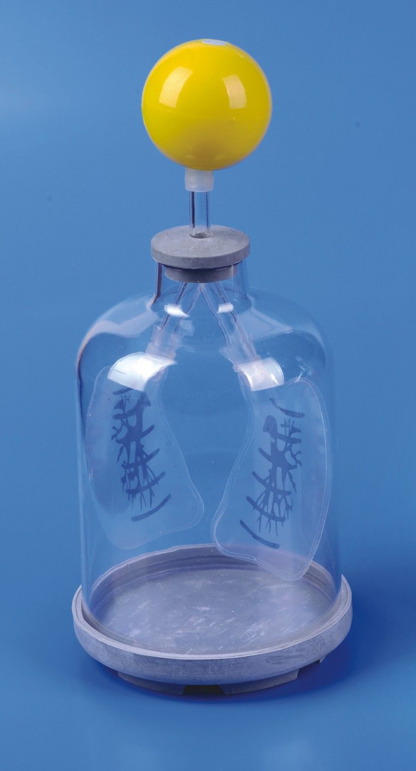 Lung Respiration Model-Mh07033.01