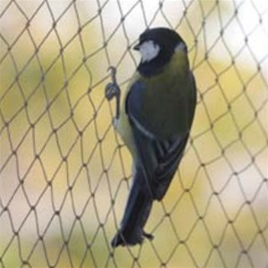 Good Quality Polyethyleneanti Bird Net