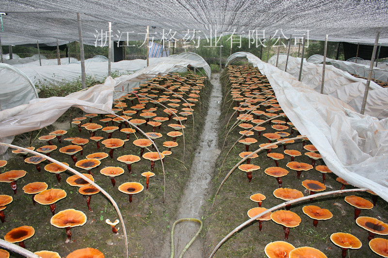 Edible and Medicine Mushroom; GMP and HACCP Certificate; Organic Planting Base; High Quality Ganoderma Lucidum Extract