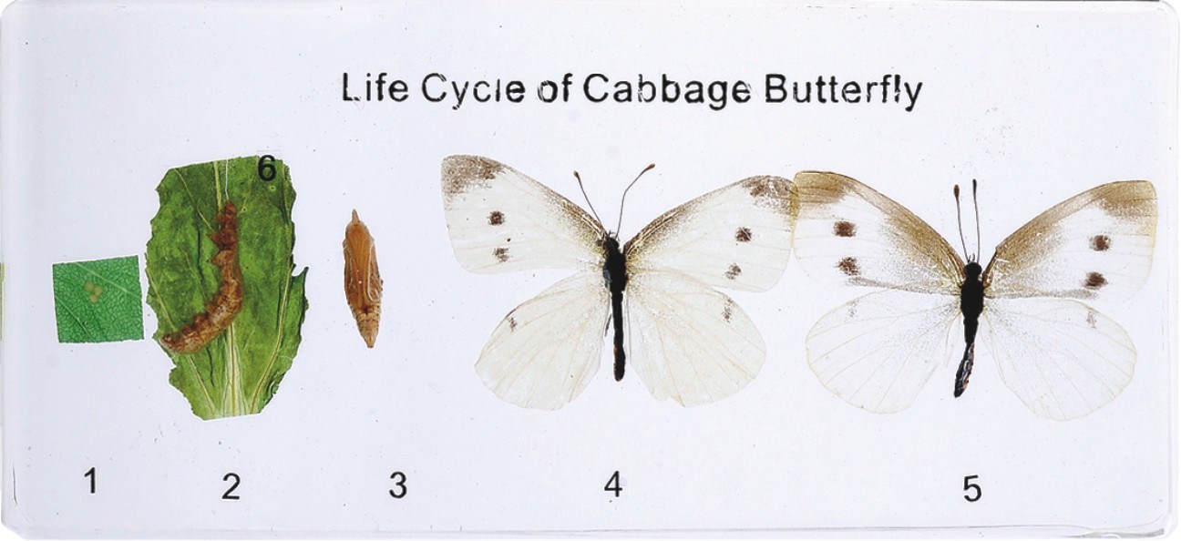 Life Cycle of Cabbage Butterfly M11009