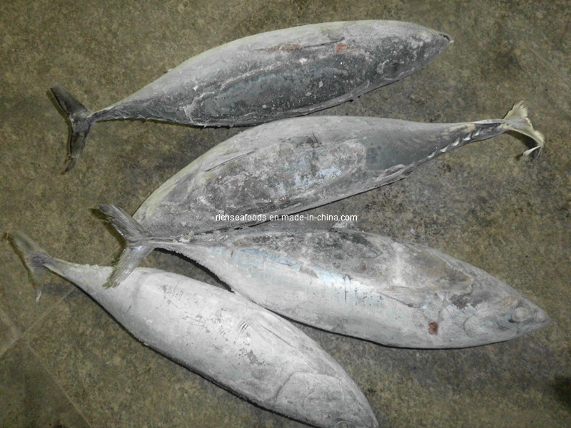 Bonito