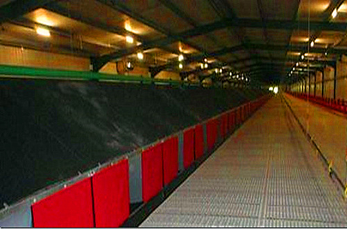 Automatic Egg Collecting System