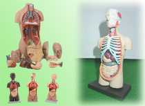 Torso Modle