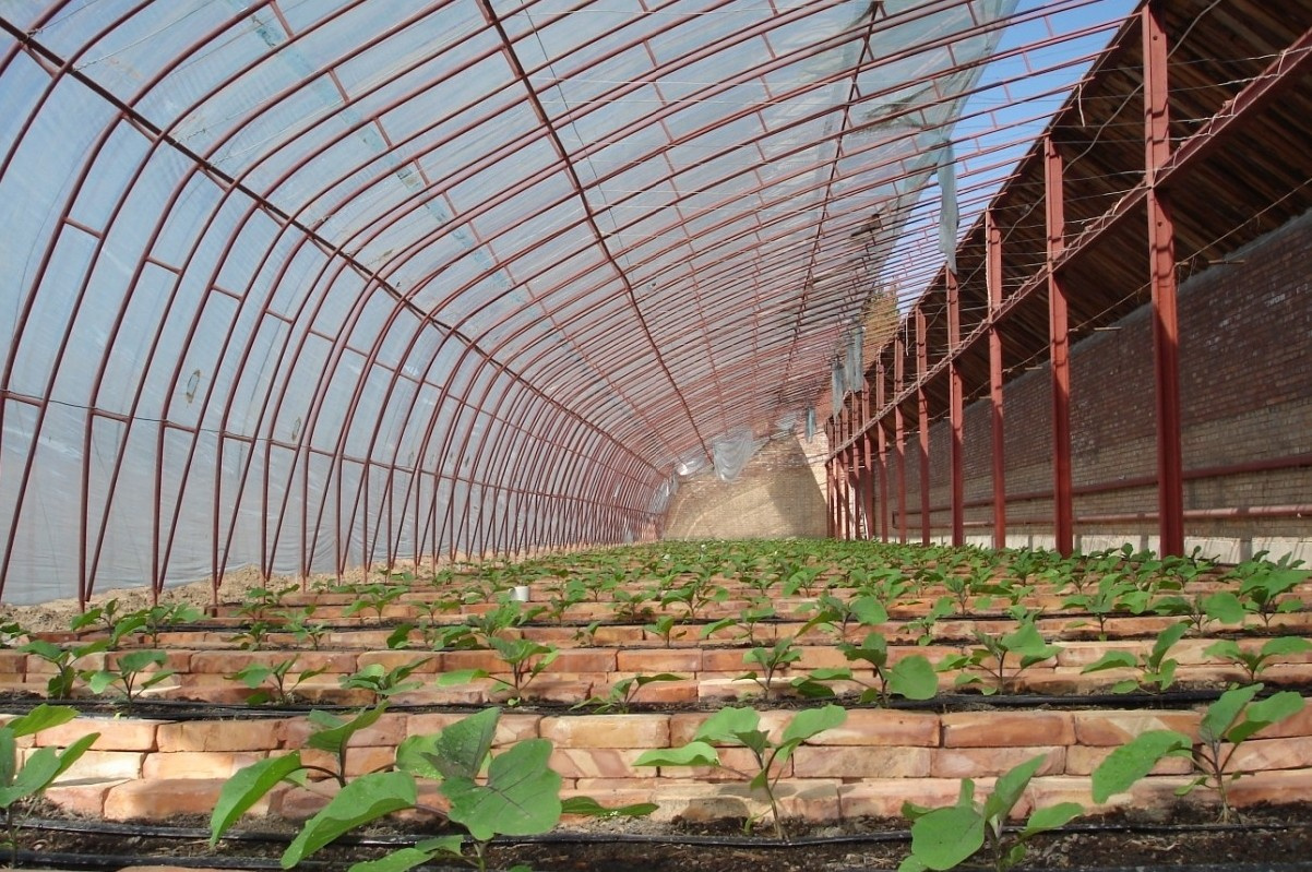 Carrot Protect Insect Netting