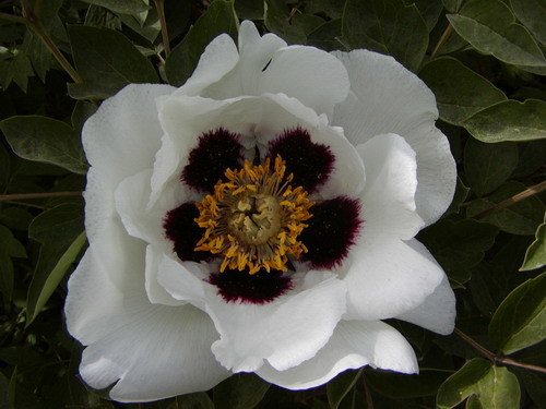Cold -Resistant White Rockii Peony Plants (lz001)