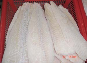 Frozen Fish Arrowtooth