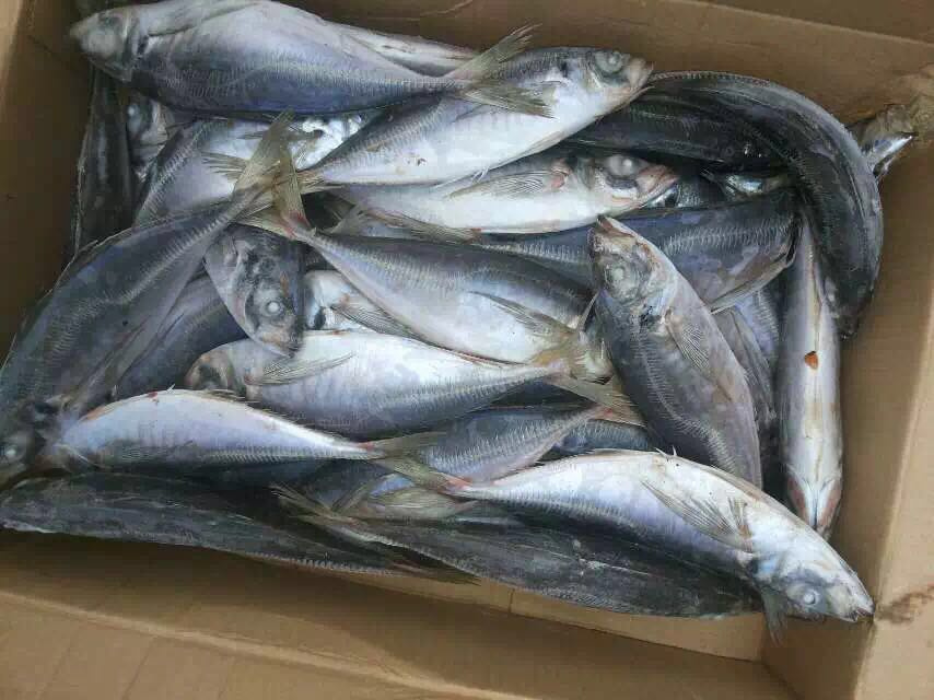 Horse Mackerel