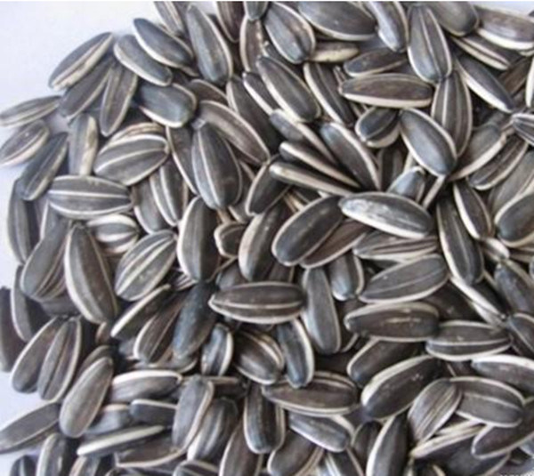 Wholesale 2015 China Sunflower Seeds for Cold Pressing Oil