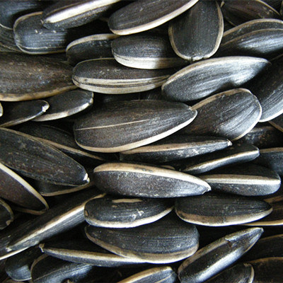 Chinese Sunflower Seed