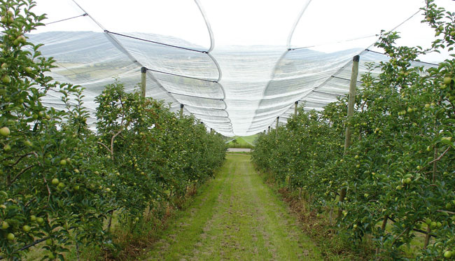 100% Pure HDPE Anti Hail Net