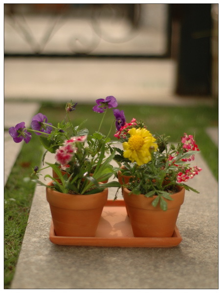 6.5 Inch Terracotta Flower Combination Pot (001003) 