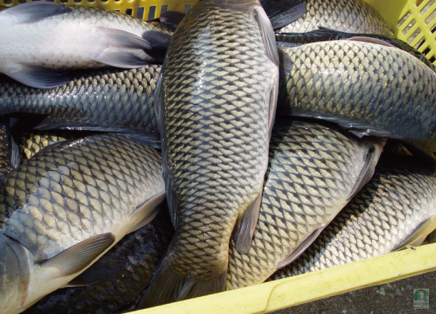 Frozen Carp Fish
