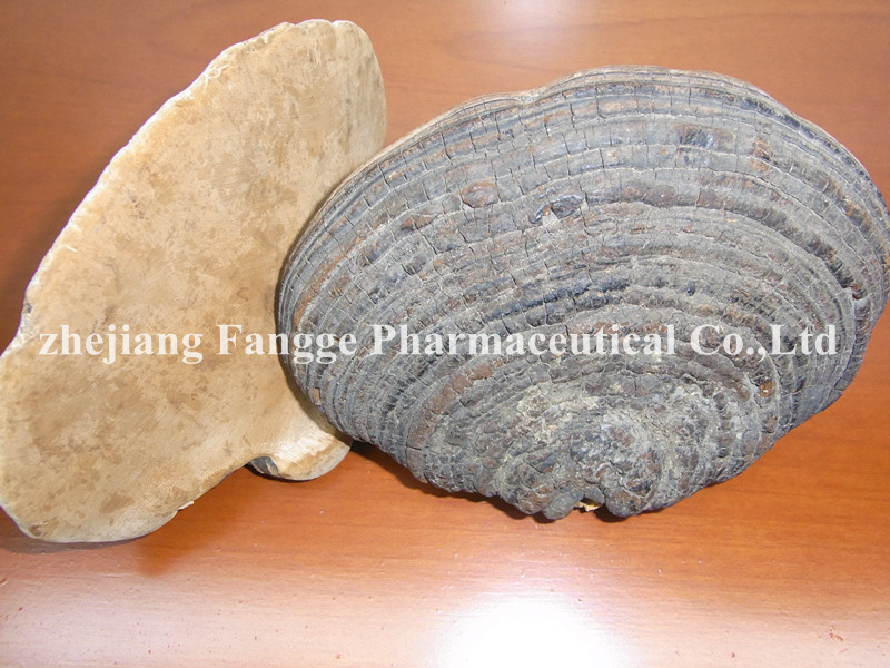 Phellinus Igniarius Extract 20%-40%; GMP/HACCP Certificate