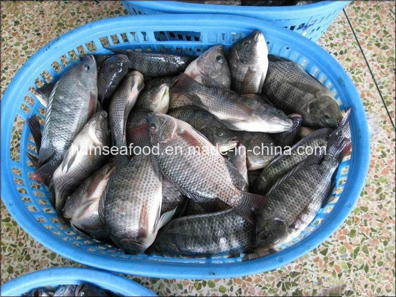 Whole Round Frozen Tilapia Fish