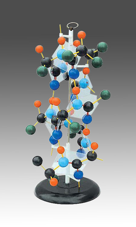 Protein Structure