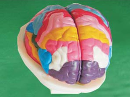 Brain Model