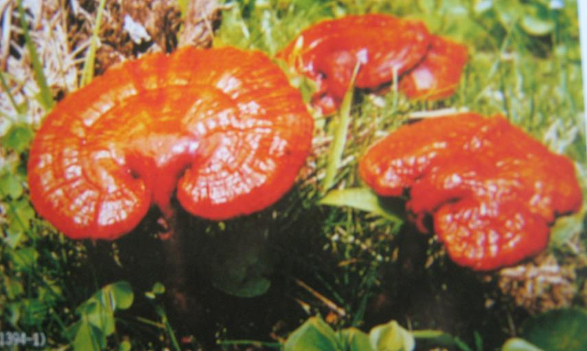 Ganoderma Extract, Plant Extract Powder, Granule