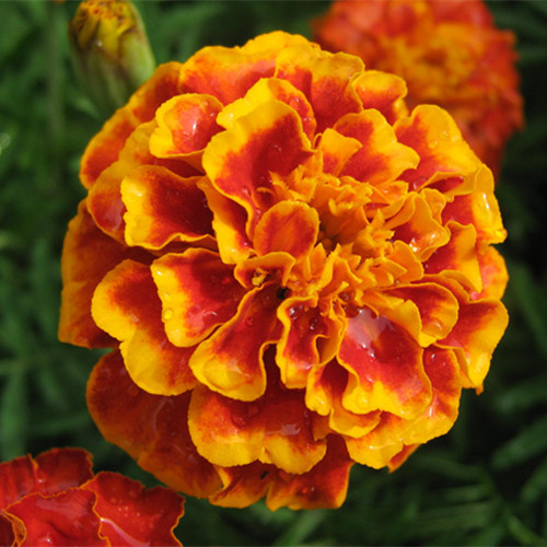 Marigold P. E.