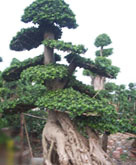 Ficus Microcarpa