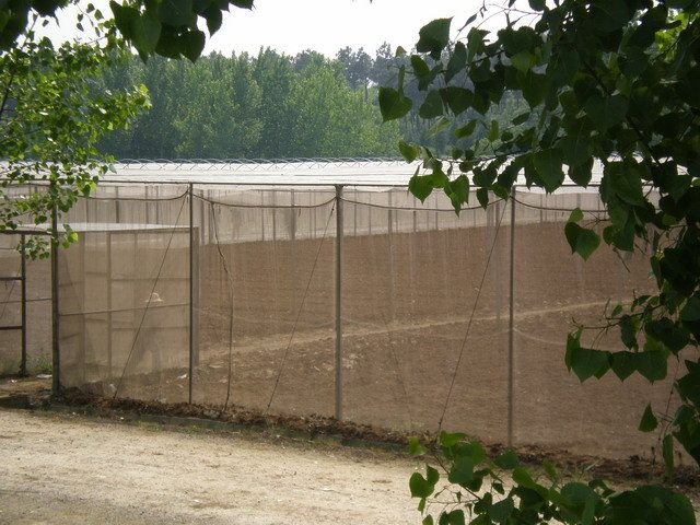 Agriculture Apple Tree Anti Hail Net