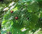Anti-Bird Net (For Corp Usage)