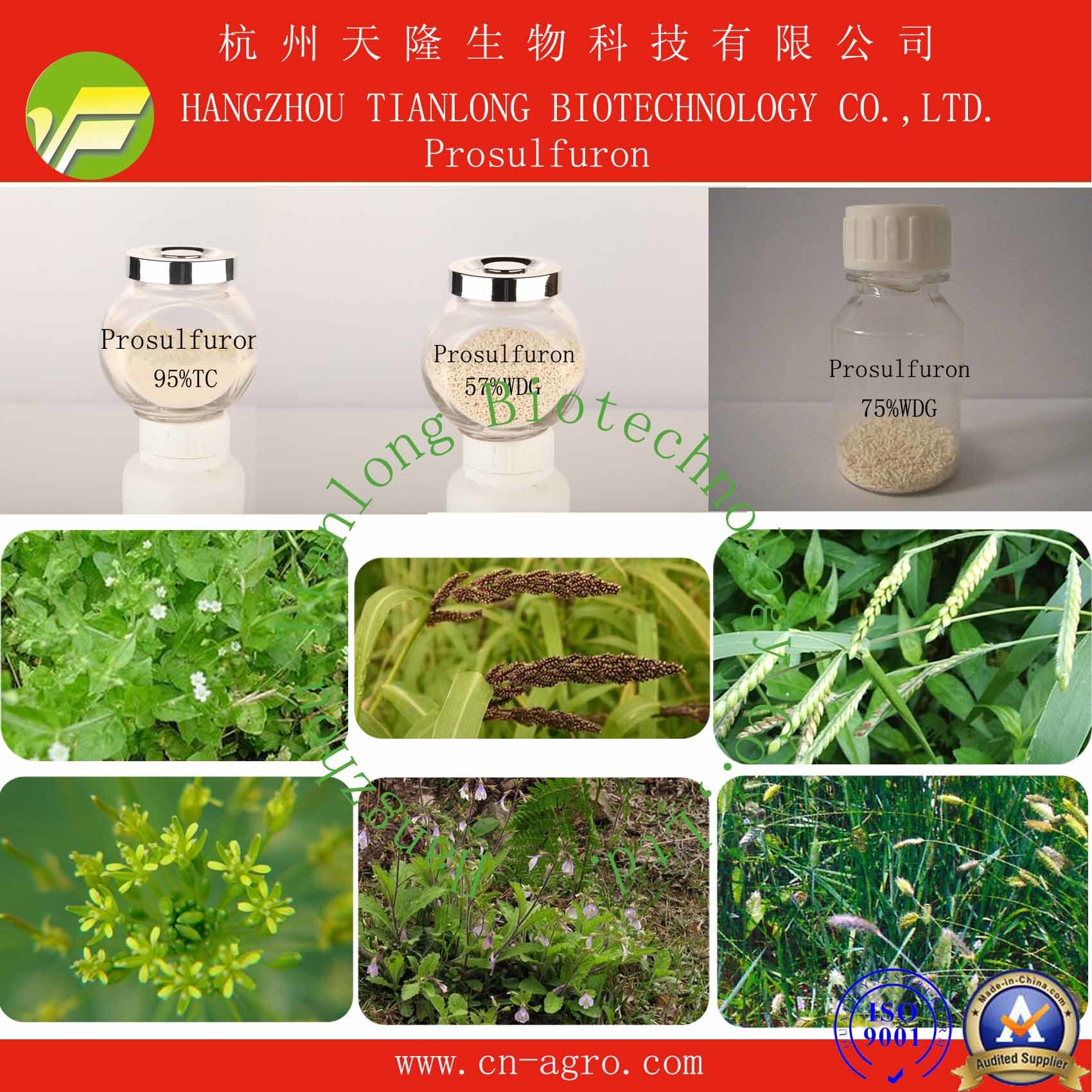 Good Quality Herbicides Prosulfuron (95%TC, 57%WDG, 75%WDG)