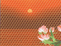 Hexagonal Wire Mesh