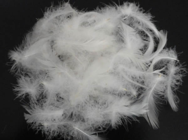 White Duck Feather