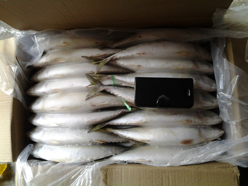 Fresh Pacific Mackerel