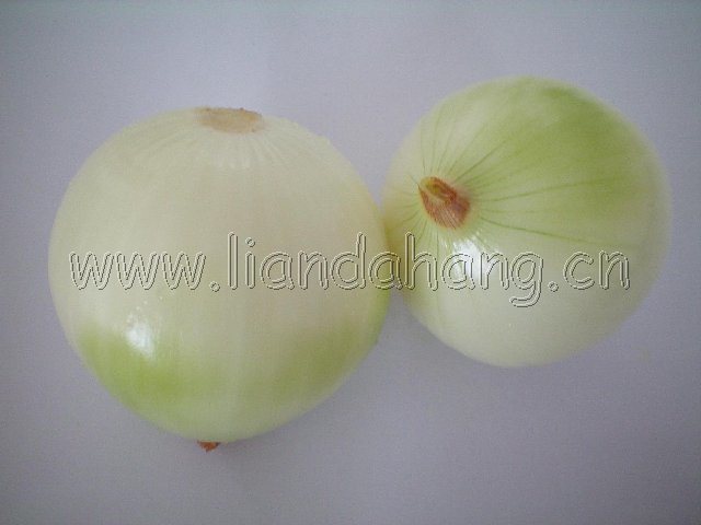 New Crop Peel Onion