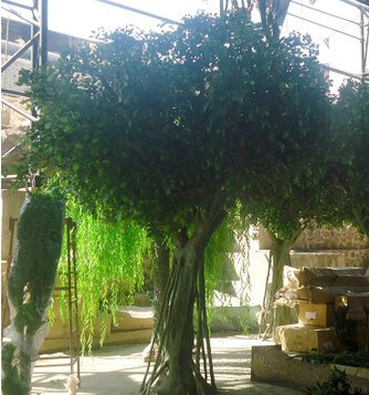 Artificial Banyan Tree Ficus Plant with High-Grade Plastic Leaves