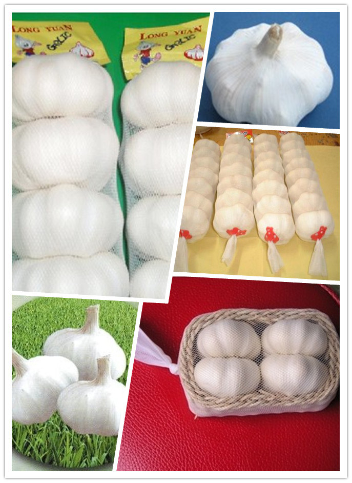 Exporting Standard Chinese Fresh Garlic with Reasonable Price
