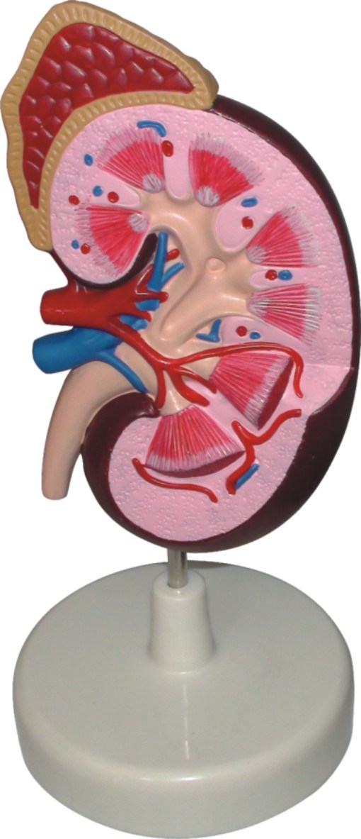 Dissection Model of Kidney-Mh07038