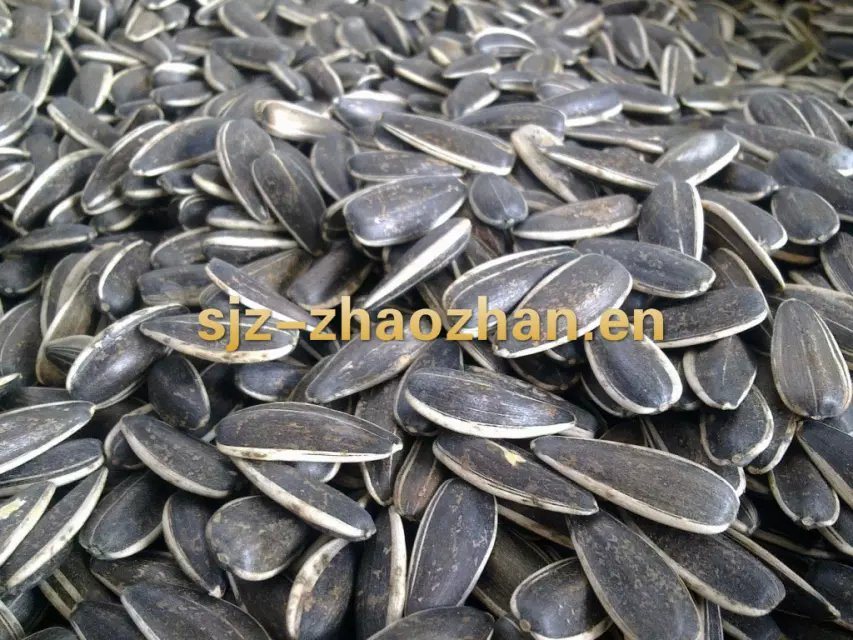 22/64, 24/64 Sunflower Seeds Factory Price
