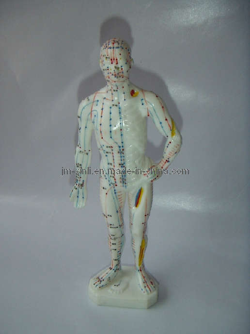 Human Body Model (JM-355)