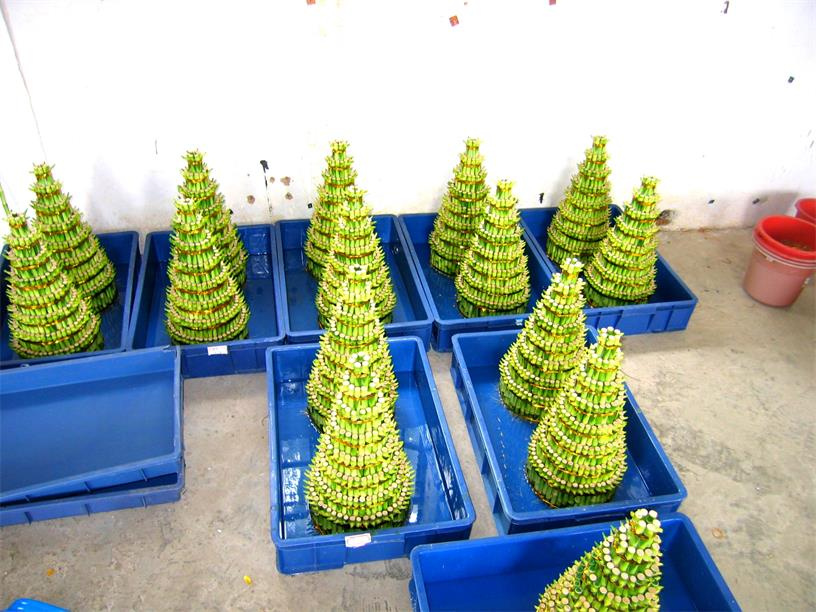 Lucky Bamboo