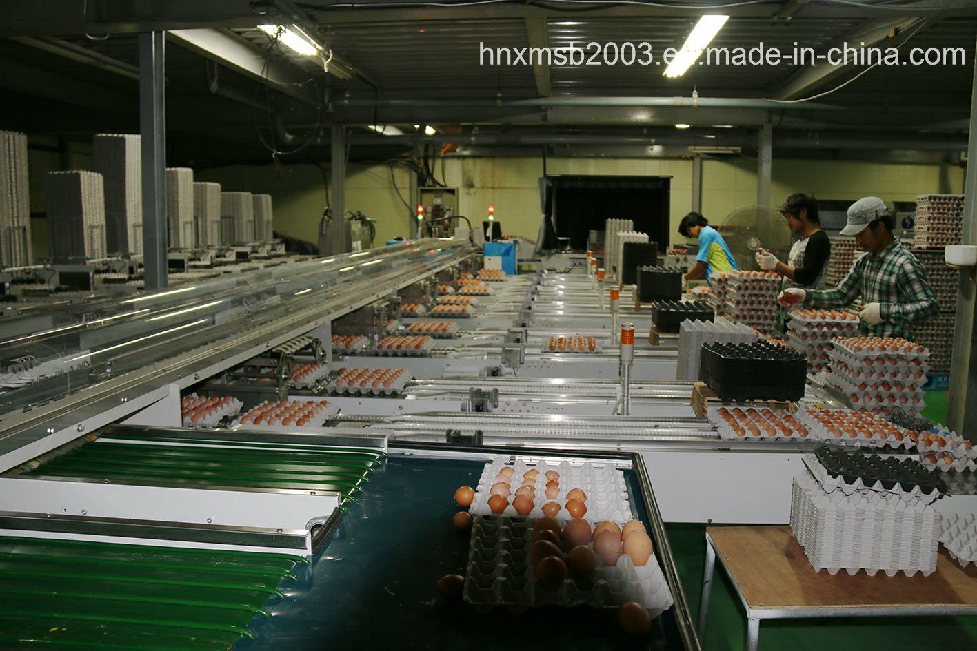 Egg Sorting Machine