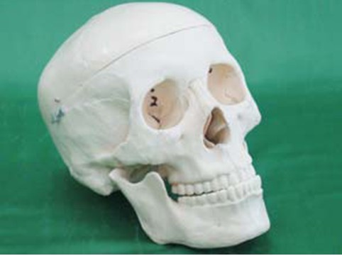 Skull Model