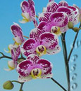 Phal -Maria